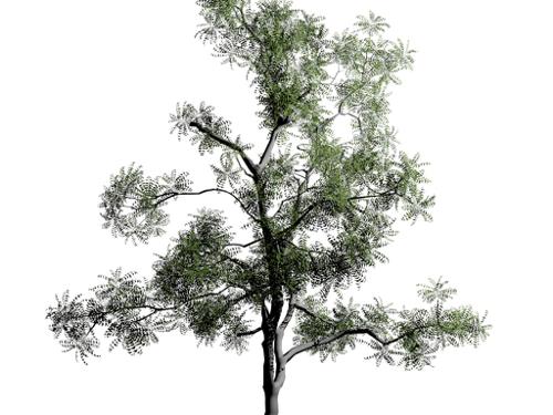 young-neem-tree_mesh-only preview image